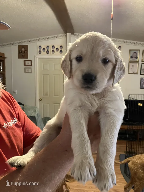 Doc – Golden Retriever puppy for sale in Harmony, NC