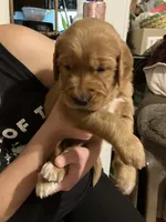Frodo, a male Golden Retriever for sale in Harmony, NC – 1 of 3