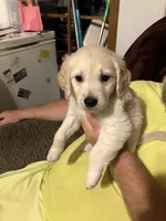 Dax, a male Golden Retriever for sale in Harmony, NC – 2 of 3