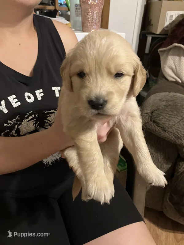 Dutches – Golden Retriever puppy on hold in Harmony, NC