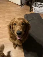 Frank, a male Golden Retriever for sale in Harmony, NC – 3 of 3