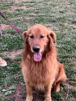 Ford, a male Golden Retriever for sale in Harmony, NC – 3 of 3
