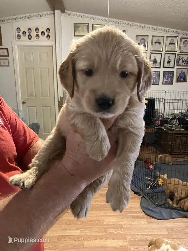 Denver – Golden Retriever puppy for sale in Harmony, NC