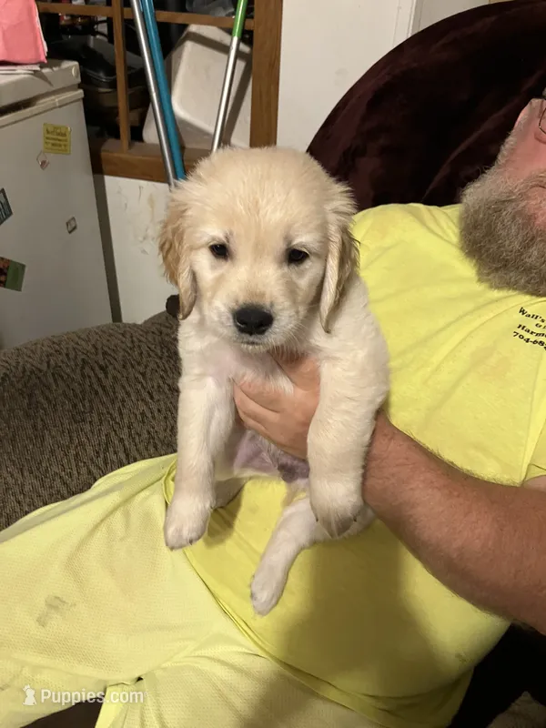 Dozer – Golden Retriever puppy for sale in Harmony, NC