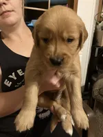 Finn, a male Golden Retriever for sale in Harmony, NC – 1 of 3