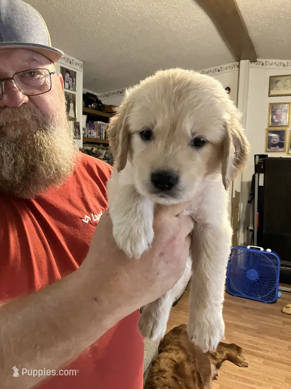 Dozer – Golden Retriever puppy for sale in Harmony, NC
