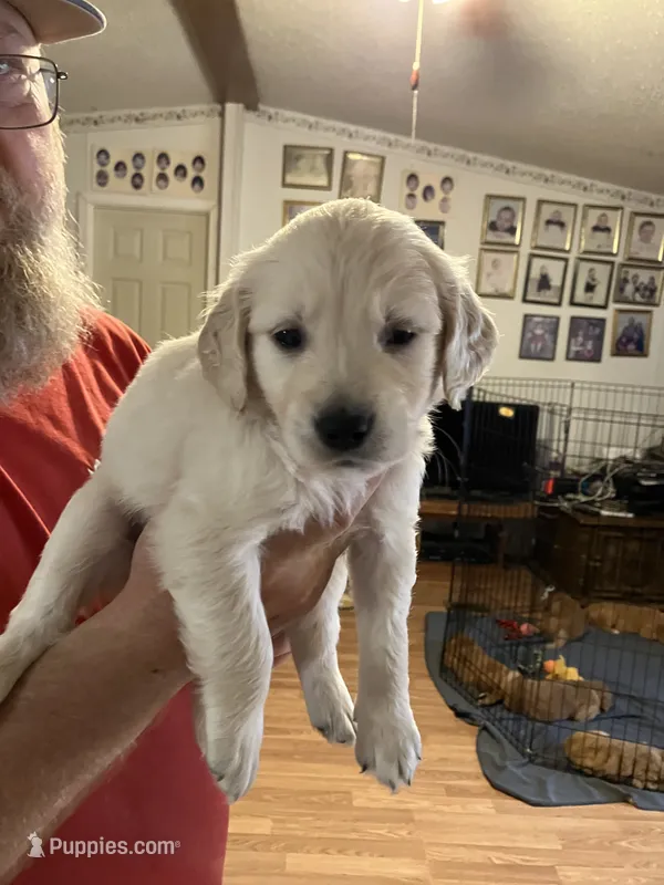 Dax – Golden Retriever puppy for sale in Harmony, NC