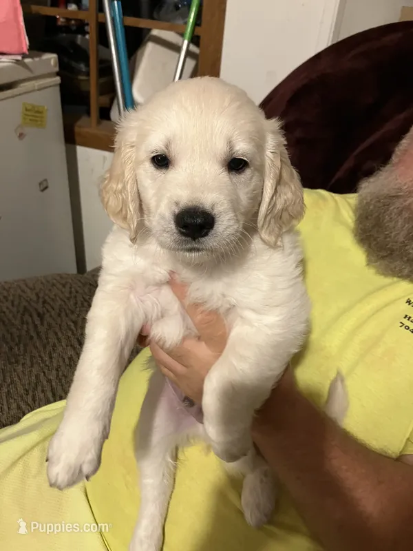 Dino – Golden Retriever puppy for sale in Harmony, NC