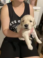 Dozer, a male Golden Retriever for sale in Harmony, NC – 1 of 3