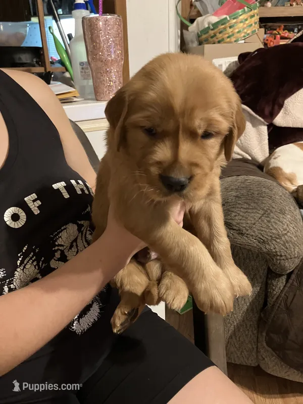Fido – Golden Retriever puppy for sale in Harmony, NC