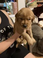 Fido, a male Golden Retriever for sale in Harmony, NC – 1 of 3