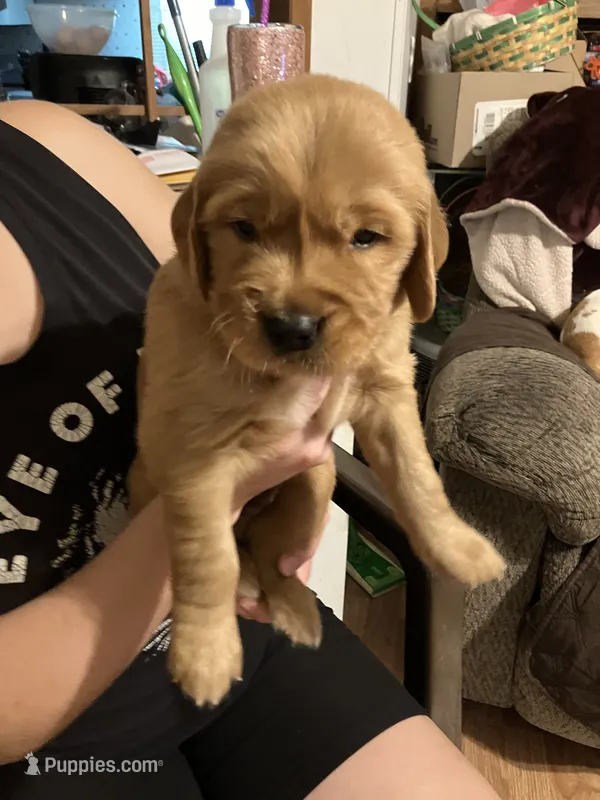 Frank – Golden Retriever puppy on hold in Harmony, NC