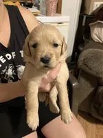 Darla, a female Golden Retriever for sale in Harmony, NC – 1 of 3