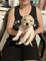 Doc, a male Golden Retriever for sale in Harmony, NC – 1 of 3