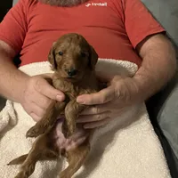 Eden, a female Goldendoodle for sale in Harmony, NC – Photo 2 of 2