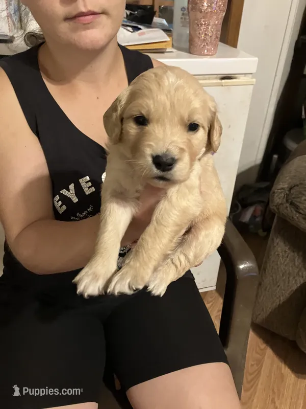 Destiny  – Golden Retriever puppy for sale in Harmony, NC