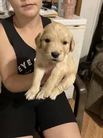 Destiny , a female Golden Retriever for sale in Harmony, NC – 1 of 3