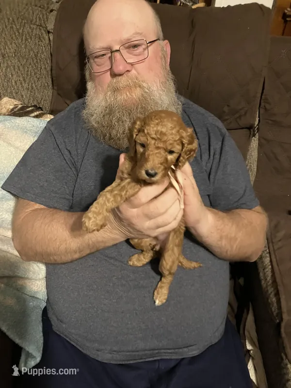 Eloise – Goldendoodle puppy on hold in Harmony, NC