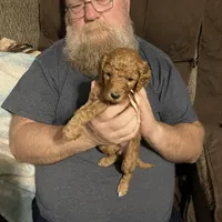 Eloise, a female Goldendoodle for sale in Harmony, NC – Photo 1 of 2