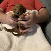 Eloise, a female Goldendoodle for sale in Harmony, NC – Photo 2 of 2