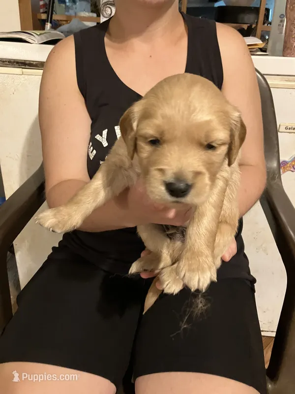 Denver – Golden Retriever puppy for sale in Harmony, NC