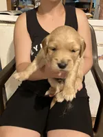 Denver, a male Golden Retriever for sale in Harmony, NC – 1 of 3