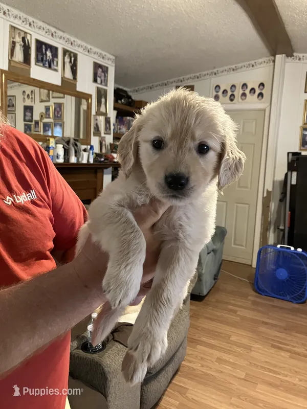 Diesel  – Golden Retriever puppy for sale in Harmony, NC