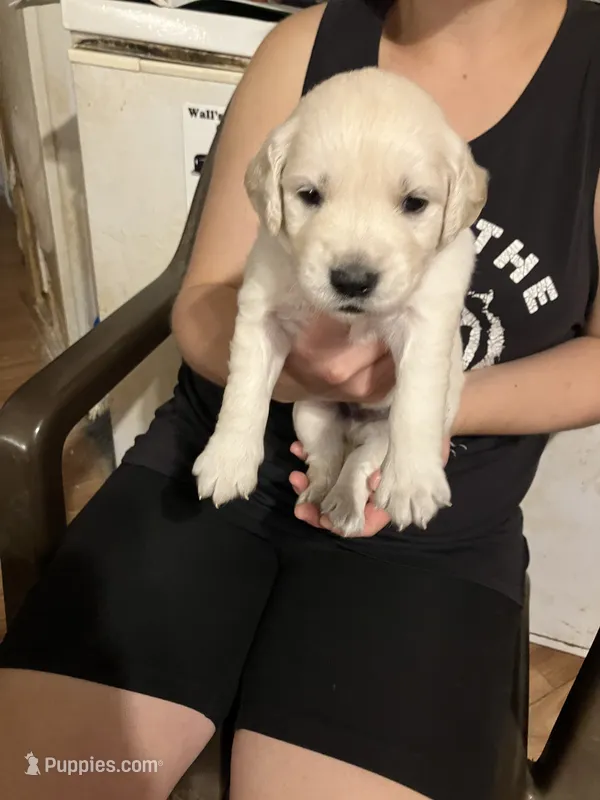 Dino – Golden Retriever puppy for sale in Harmony, NC