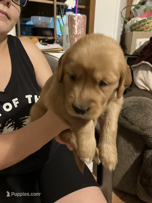 Ford – Golden Retriever puppy for sale in Harmony, NC