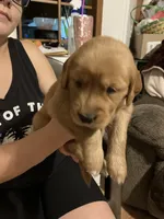 Ford, a male Golden Retriever for sale in Harmony, NC – 1 of 3