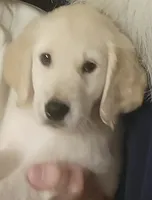 Dax, a male Golden Retriever for sale in Harmony, NC – 1 of 3