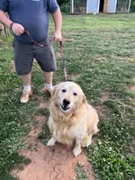 Dax, a male Golden Retriever for sale in Harmony, NC – 3 of 3