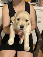 Diesel , a male Golden Retriever for sale in Harmony, NC – 1 of 3