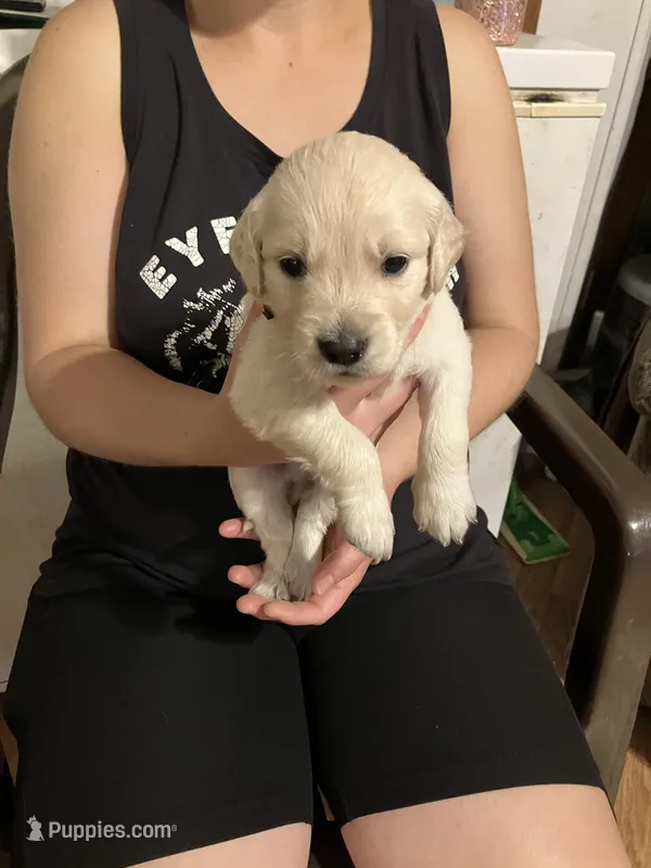Dax – Golden Retriever puppy for sale in Harmony, NC