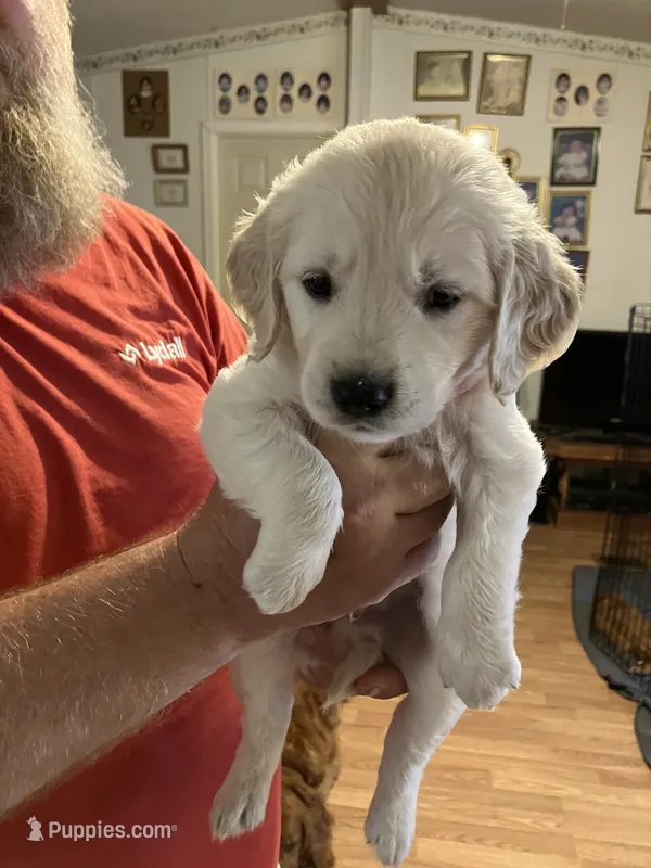 Dino – Golden Retriever puppy for sale in Harmony, NC