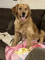 Dutches, a female Golden Retriever for sale in Harmony, NC – 3 of 3