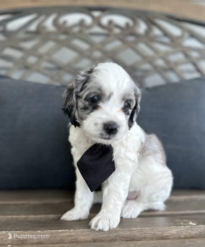 Bert – Cockapoo puppy on hold in Goshen, OH