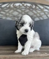 Bert, a male Cockapoo for sale in Goshen, OH – 1 of 3