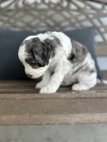Bruce, a male Cockapoo for sale in Goshen, OH – 2 of 3