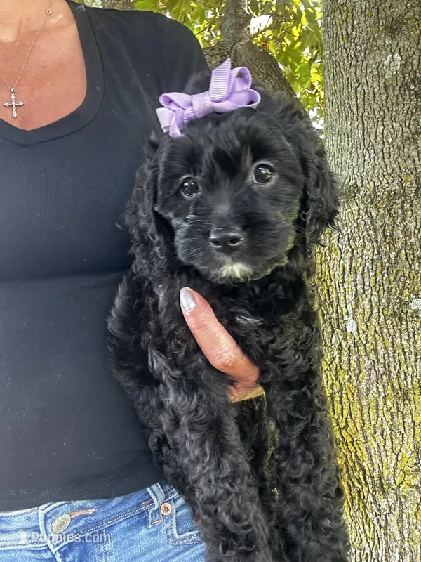 Bella  – Cockapoo puppy for sale in Goshen, OH
