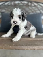 Bruce, a male Cockapoo for sale in Goshen, OH – 3 of 3