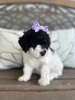 Bree, a female Cockapoo for sale in Goshen, OH – 3 of 4
