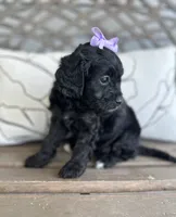 Bella , a female Cockapoo for sale in Goshen, OH – 2 of 3
