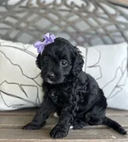 Bella , a female Cockapoo for sale in Goshen, OH – 3 of 3
