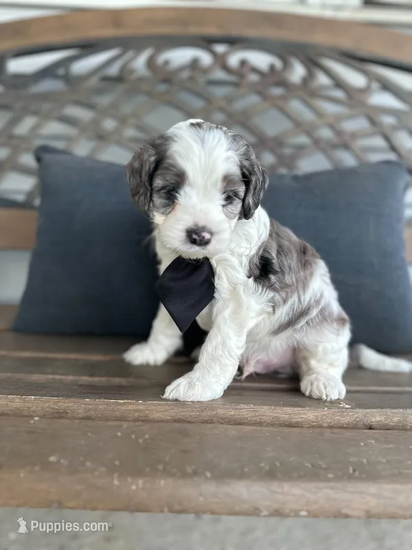 Bruce – Cockapoo puppy for sale in Goshen, OH