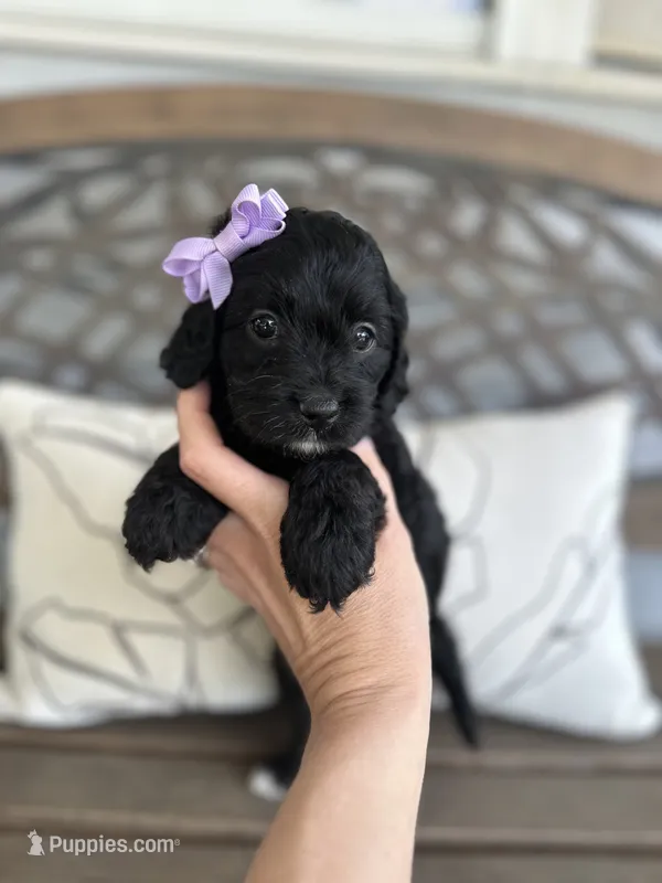 Bella  – Cockapoo puppy for sale in Goshen, OH