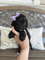 Bella , a female Cockapoo for sale in Goshen, OH – 1 of 3
