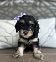 Brooke, a female Cockapoo for sale in Goshen, OH – 1 of 3