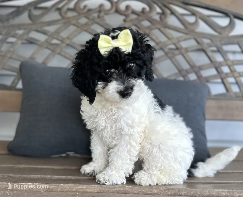 Bree – Cockapoo puppy for sale in Goshen, OH