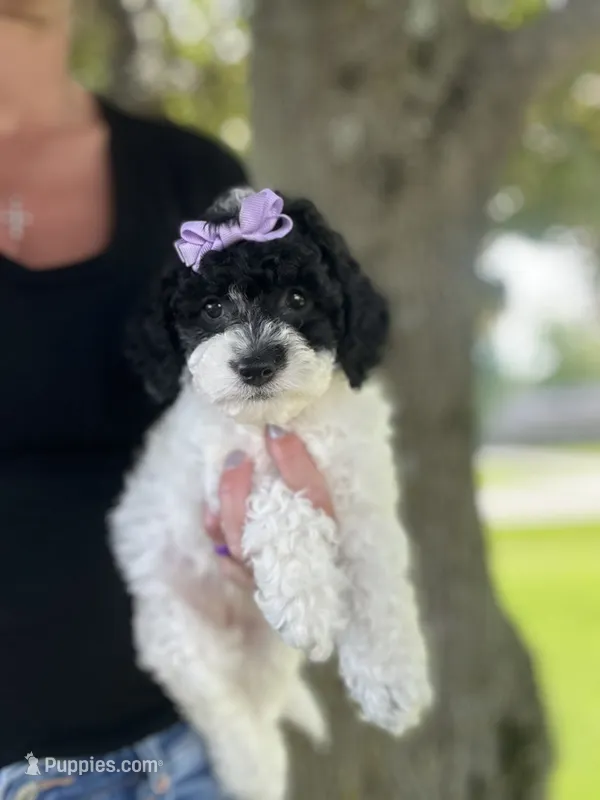 Bree – Cockapoo puppy for sale in Goshen, OH